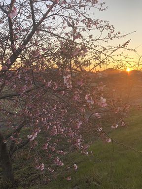 河津桜が開花