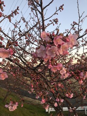 河津桜が開花