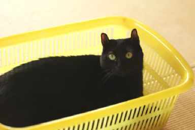 洗濯カゴ大好き