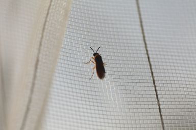 カブラハバチ