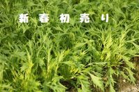 新春初売り