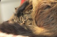 お仕事は暫くお休み中