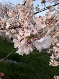 桜はまた来年も咲く 2024/04/13 06:20:36