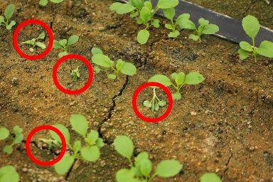 立ち枯れ病が多発