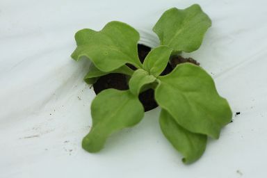 苗の定植は無事完了