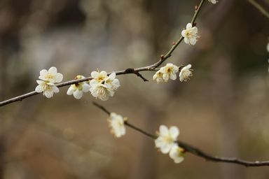開花を始めました