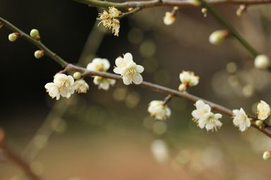 開花を始めました