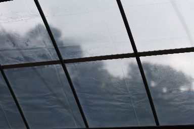 ハウス屋根の張替えを開始