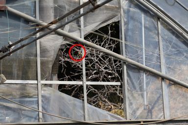 野鳥救出大作戦