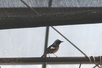 野鳥救出大作戦