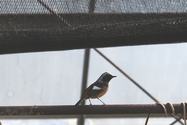 野鳥救出大作戦