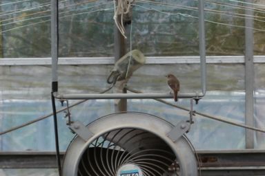 時々野鳥のお客さま