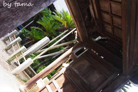遠州七不思議～♪　能満寺　天然記念物の大ソテツ