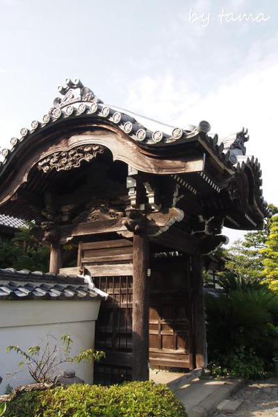 遠州七不思議～♪　能満寺　天然記念物の大ソテツ