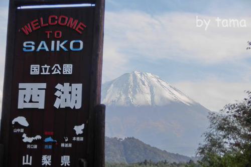富士日和♪　西湖も最高～なんて　つい言っちゃうほど素晴らしい富士山
