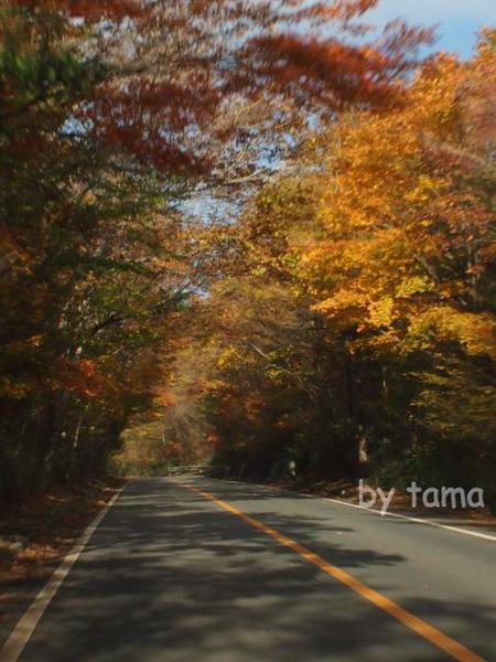 富士山近辺紅葉の様子　11月6日　県道71号　　コンデジムービーあり
