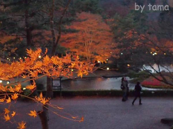 伊豆修善寺虹の郷　日本庭園の紅葉ライトアップ　風がすごかったけど素敵だった！！