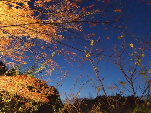 日本庭園ライトアップ写真追加　修善寺虹の郷　