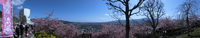 まつだ桜まつり情報　～３月１６日まで　ＮＯ１