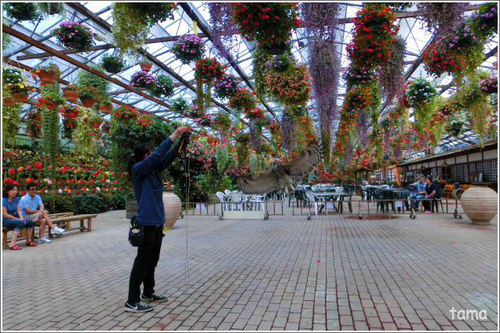 年中無休　花と鳥の別天地　富士花鳥園