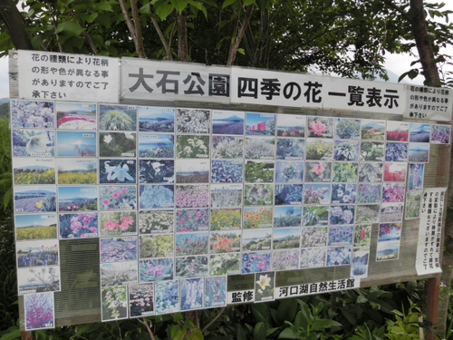 お散歩にオススメ♪　河口湖大石公園　花街道