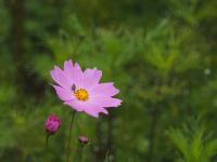 2014　9月18日　山中湖　花の都公園　まとめ！！！