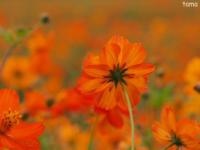 2014　9月18日　山中湖　花の都公園　まとめ！！！