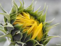 2014　9月18日　山中湖　花の都公園　まとめ！！！