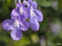 2014　9月18日　山中湖　花の都公園　まとめ！！！