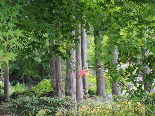 山中湖　花の都公園　有料エリアってどんなとこ？