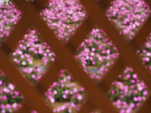 山中湖　花の都公園　有料エリアってどんなとこ？