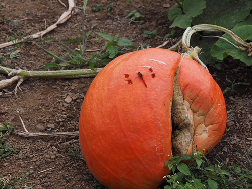 山中湖　花の都公園　有料エリアってどんなとこ？