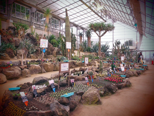 シャボテンのお土産♪　　伊豆シャボテン公園