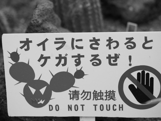 サボテンと多肉植物（foto　14枚）　NO1