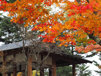 富士山スカイライン　西臼塚駐車場の紅葉 2014/10/27 16:59:16