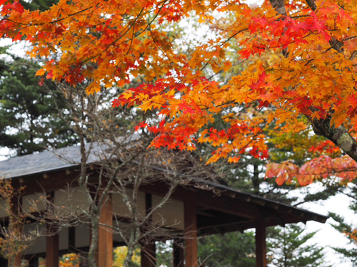富士山スカイライン　西臼塚駐車場の紅葉
