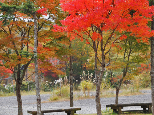 富士山スカイライン　西臼塚駐車場の紅葉