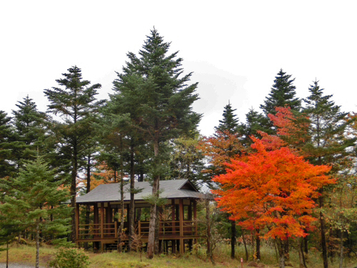 富士山スカイライン　西臼塚駐車場の紅葉