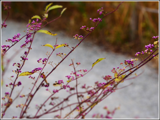湿生花園花foto　14枚　箱根