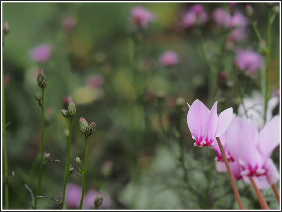 湿生花園花foto　14枚　箱根