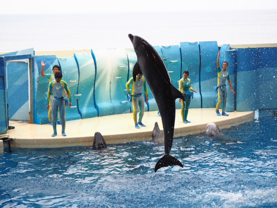 イルカ・アシカショー　KIZUNA　新江ノ島水族館