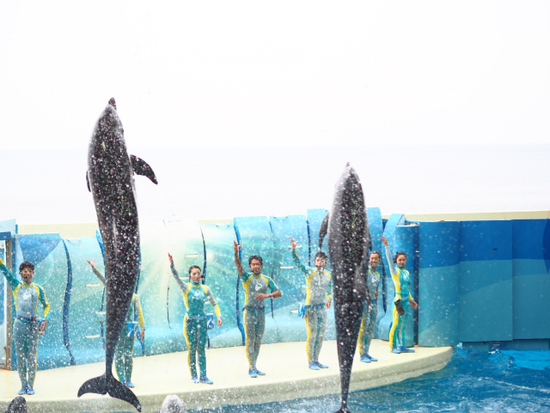 イルカ・アシカショー　KIZUNA　新江ノ島水族館
