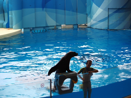 イルカ・アシカショー　KIZUNA　新江ノ島水族館