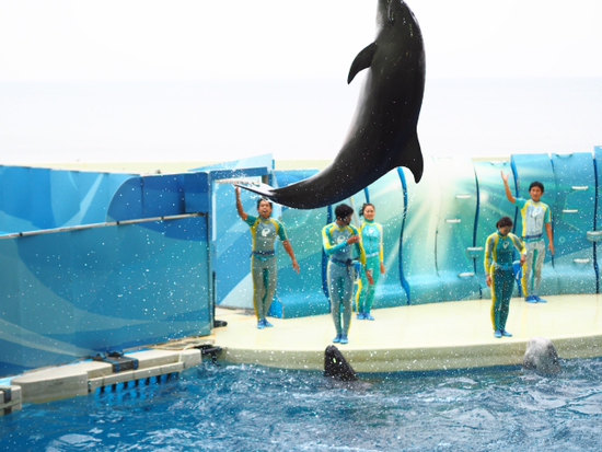 イルカ・アシカショー　KIZUNA　新江ノ島水族館