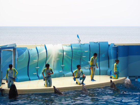 イルカ・アシカショー　KIZUNA　新江ノ島水族館