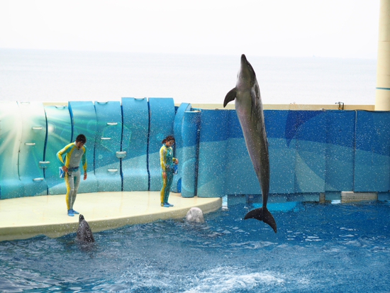 イルカ・アシカショー　KIZUNA　新江ノ島水族館