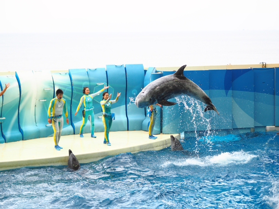 イルカ・アシカショー　KIZUNA　新江ノ島水族館