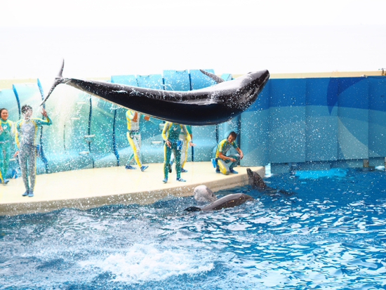 イルカ・アシカショー　KIZUNA　新江ノ島水族館