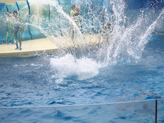 イルカ・アシカショー　KIZUNA　新江ノ島水族館