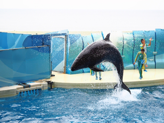 イルカ・アシカショー　KIZUNA　新江ノ島水族館